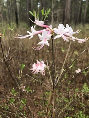 Rhododendron atlanticum
