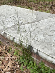 Wahlenbergia marginata