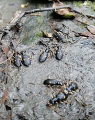 Oxycheila