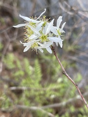 Amelanchier obovalis