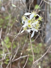 Amelanchier obovalis