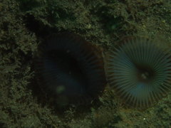 Myxicola