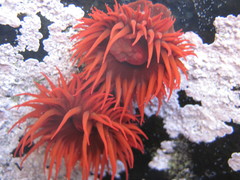 Anemonia alicemartinae