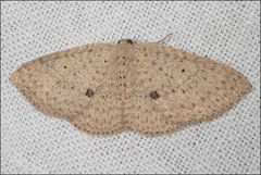 Poecilasthena anthodes