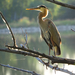 Great Blue Heron - Photo (c) Leslie S, some rights reserved (CC BY-NC), uploaded by Leslie S