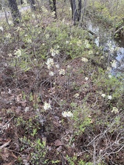Amelanchier obovalis