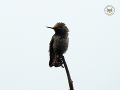Lophornis stictolophus