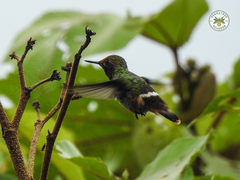 Lophornis stictolophus