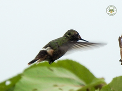 Lophornis stictolophus