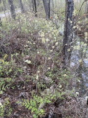 Amelanchier obovalis