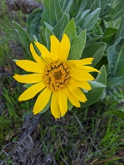 Wyethia helenioides