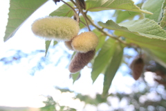 Helicteres jamaicensis