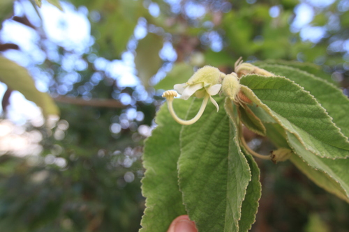Image of Helicteres jamaicensis by (c) Brian Oakes Haiti Hunter, some rights reserved (CC BY)