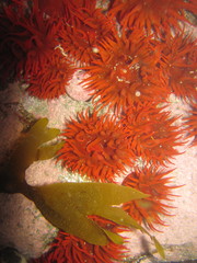 Anemonia alicemartinae