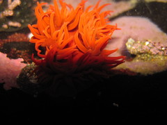 Anemonia alicemartinae