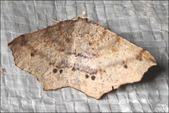 Rhinodia rostraria