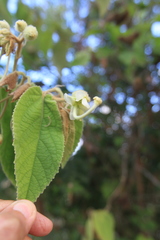 Helicteres jamaicensis