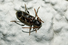 Phymatodes alni