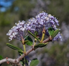 Ceanothus cuneatus ramulosus