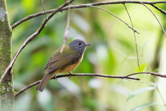 Mionectes rufiventris