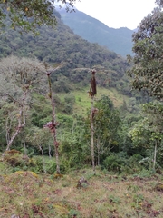 Cyathea caracasana