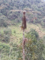Cyathea caracasana