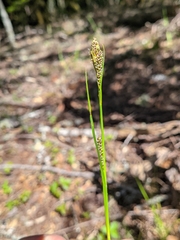 Carex gynodynama