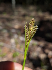 Carex gynodynama