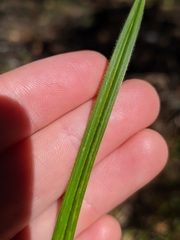Carex gynodynama