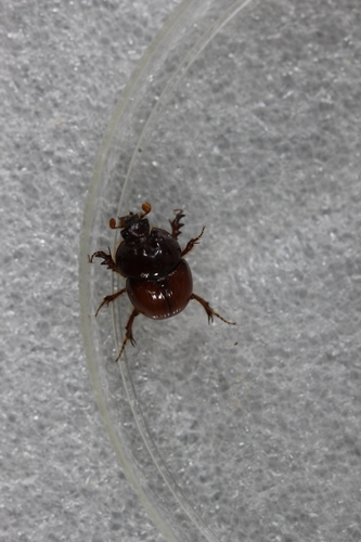 Bolbobaineus planiceps