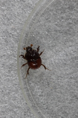 Bolbobaineus planiceps