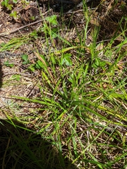 Carex gynodynama