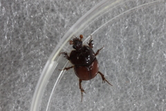 Bolbobaineus planiceps