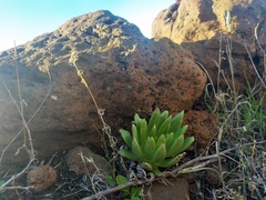 Dudleya guadalupensis
