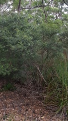 Sannantha pluriflora