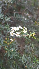 Sannantha pluriflora