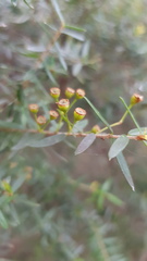 Sannantha pluriflora