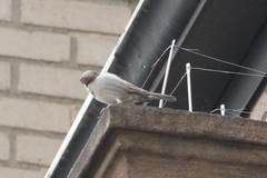 Passer domesticus