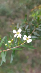 Sannantha pluriflora