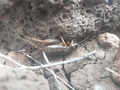 Gryllus insularis