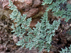 Argyrochosma limitanea