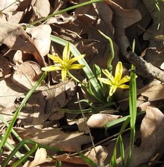 Gagea foliosa