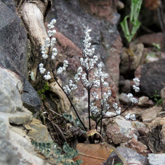 Argyrochosma limitanea