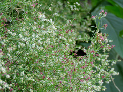 Galium wrightii
