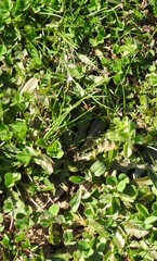 Trifolium subterraneum