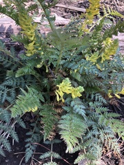 Corydalis cheilanthifolia