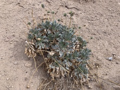 Enceliopsis argophylla