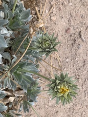 Enceliopsis argophylla