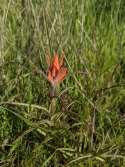 Castilleja subinclusa