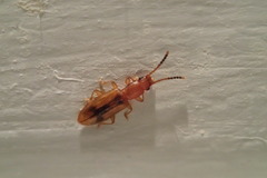 Cryptamorpha desjardinsi